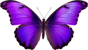 Image of a purple and black butterfly